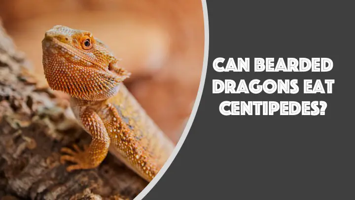 can bearded dragons eat centipedes