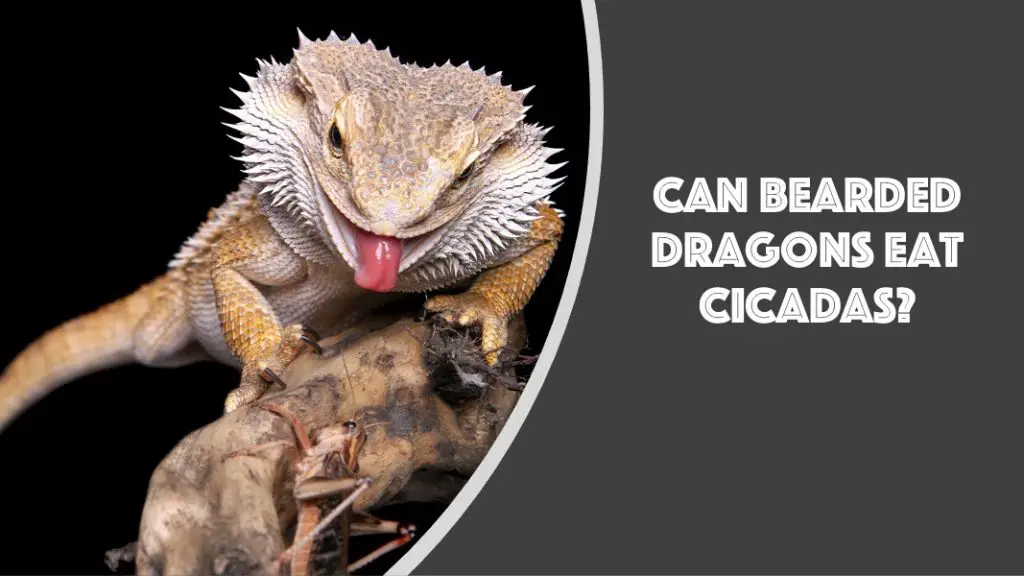 Can Bearded Dragons Eat Cicadas? (See What Happens)