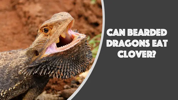 can bearded dragons eat clover