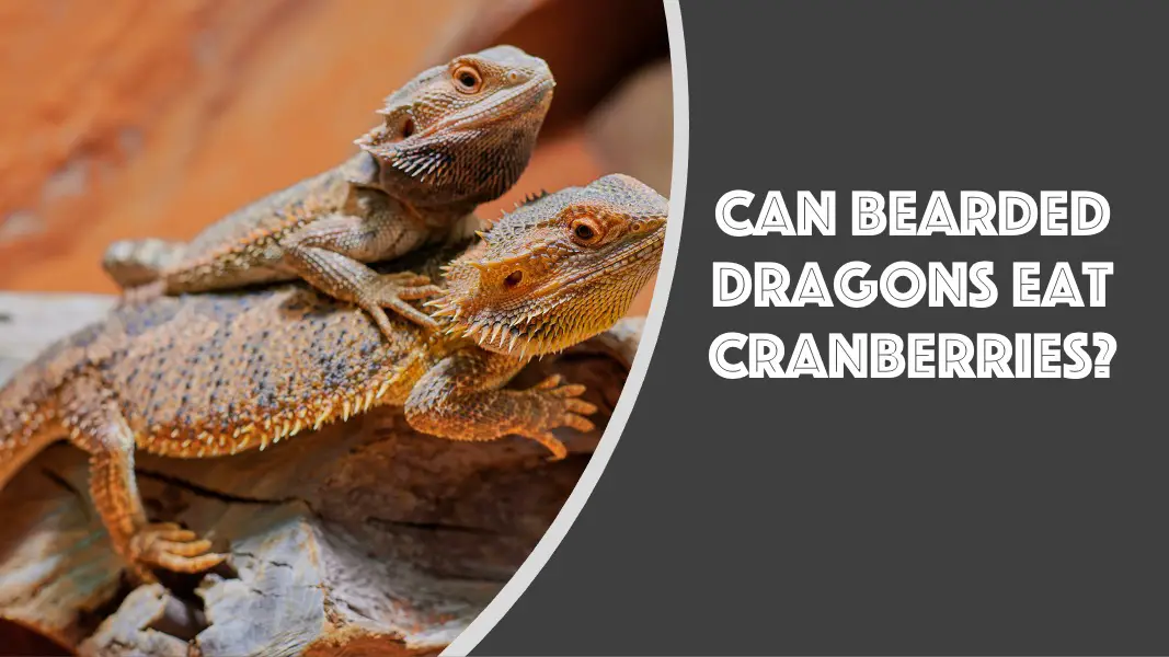 can bearded dragons eat cranberries