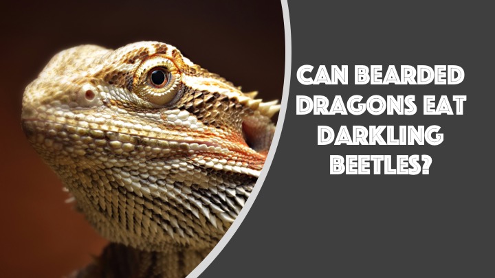 can bearded dragons eat darkling beetles