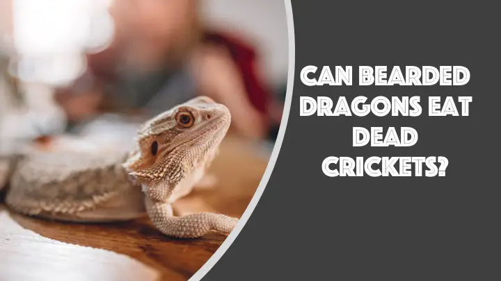 can bearded dragons eat dead crickets
