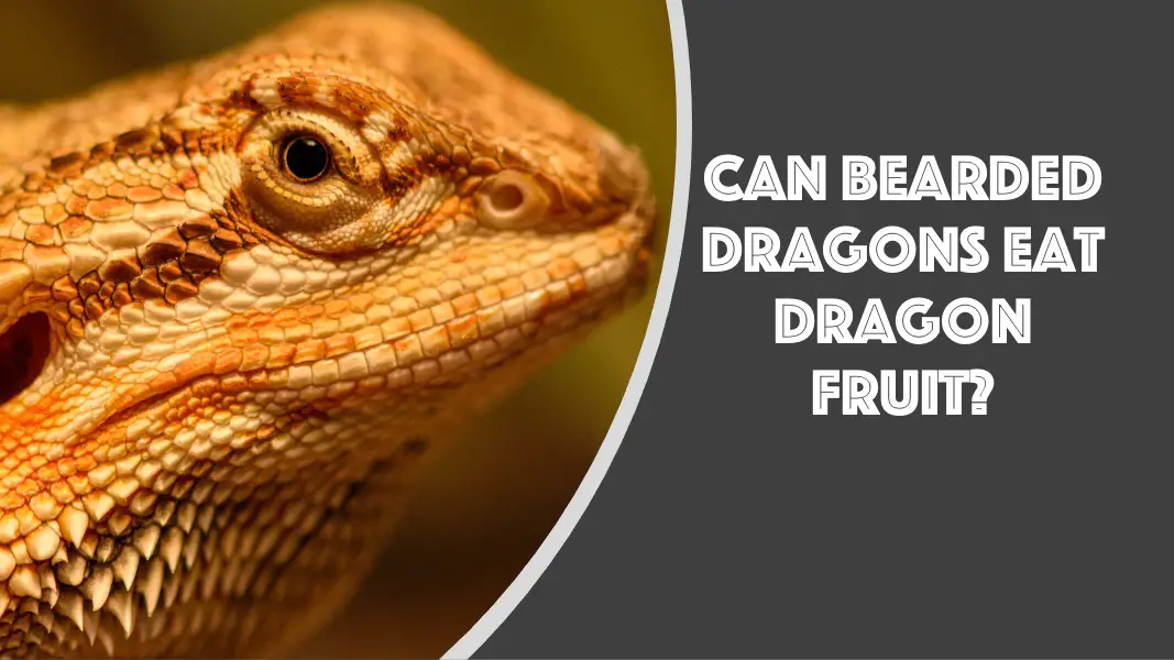 can bearded dragons eat dragon fruit