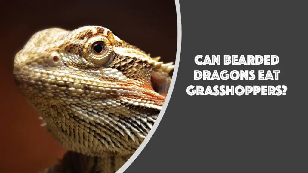 Can Bearded Dragons Eat Grasshoppers? (See What Happens)