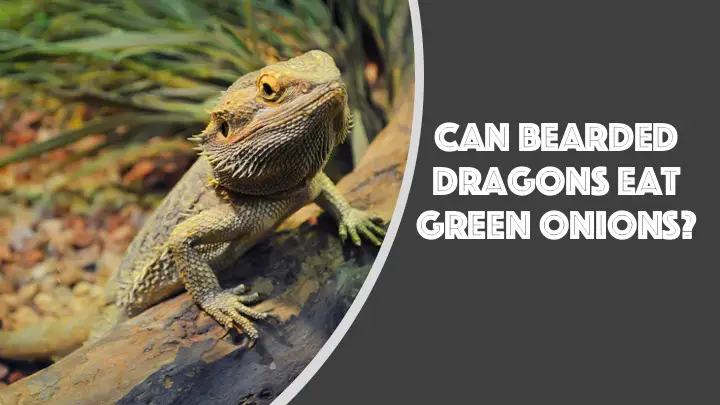 can bearded dragons eat green onions