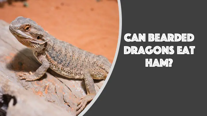 can bearded dragons eat ham