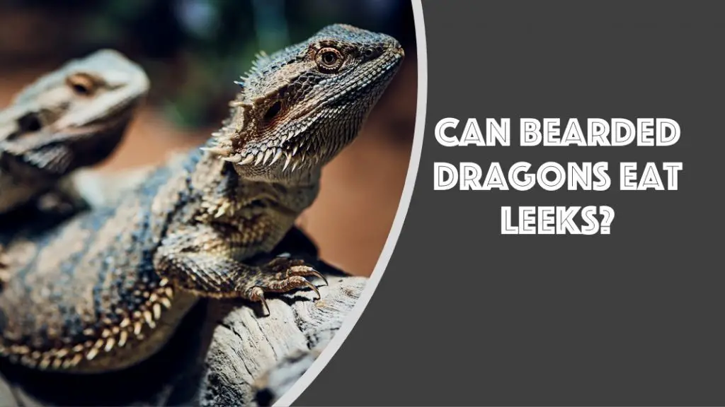 Can Bearded Dragons Eat Leeks? (See What Happens)