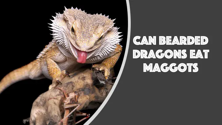 can bearded dragons eat maggots