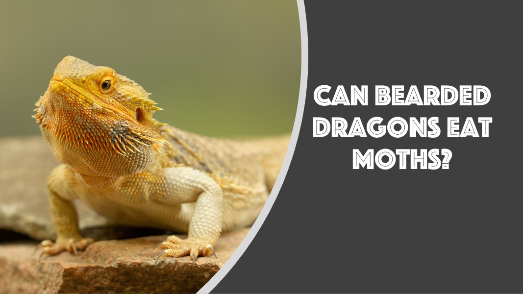 can bearded dragons eat moths