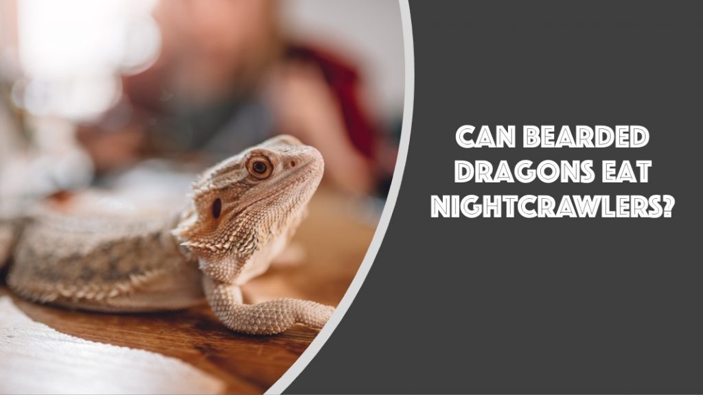 Can Bearded Dragons Eat Nightcrawlers? (See What Happens)