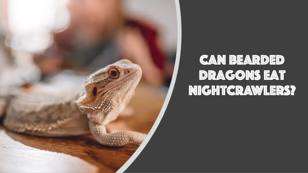can bearded dragons eat nightcrawlers