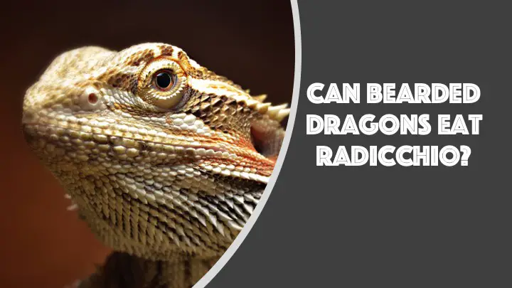 can bearded dragons eat radicchio