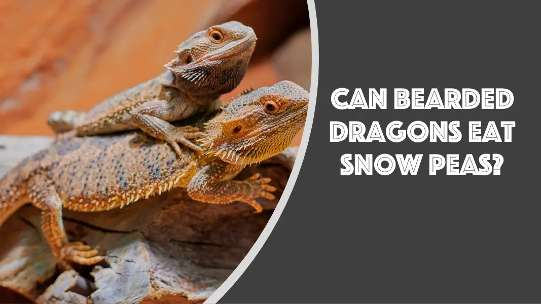 can bearded dragons eat snow peas