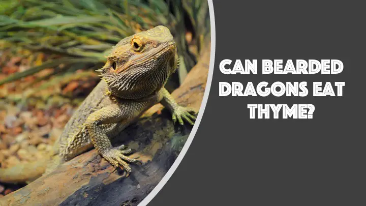 can bearded dragons eat thyme