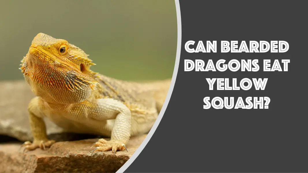 can bearded dragons eat yellow squash