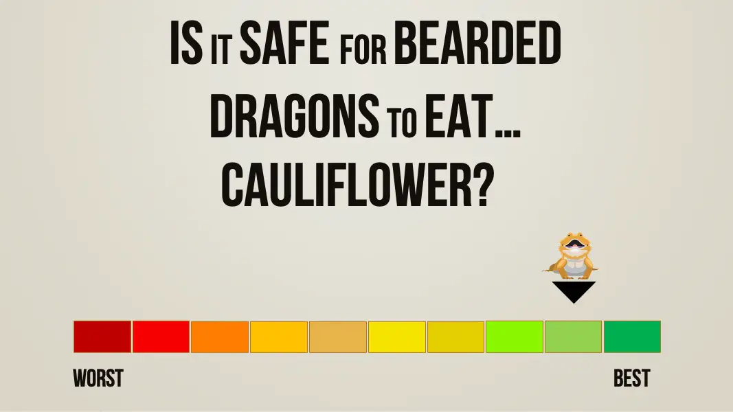 is it safe for bearded dragons cauliflower