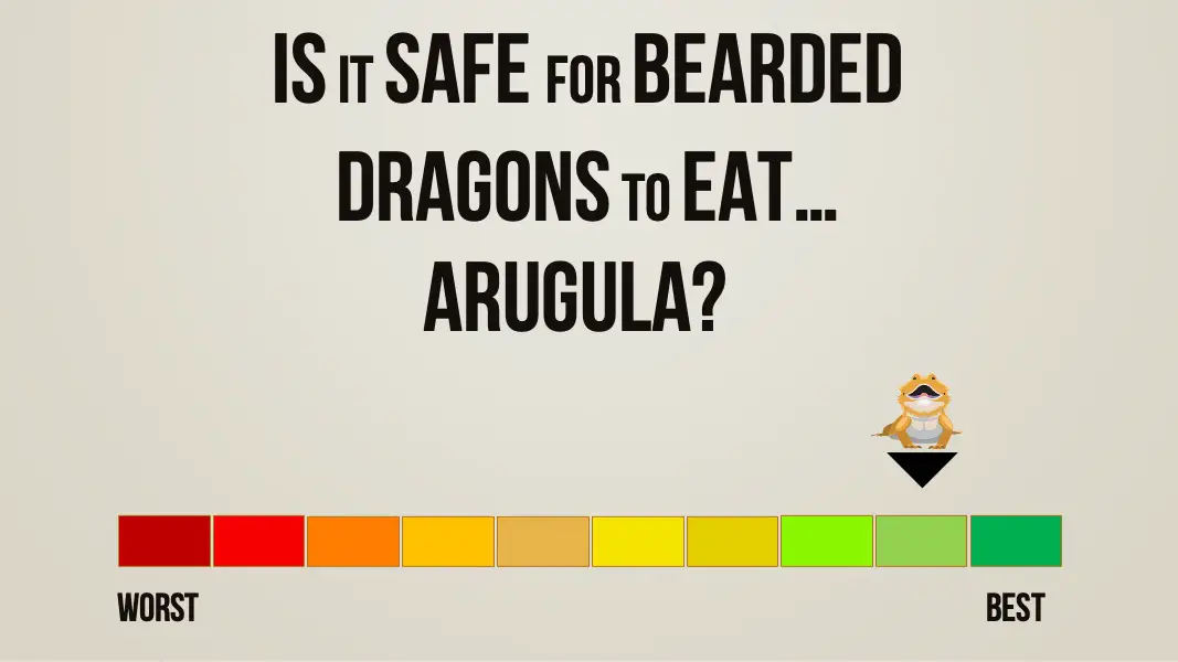 is it safe for bearded dragons to eat arugula
