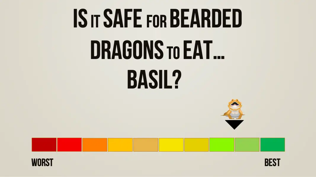 is it safe for bearded dragons to eat basil