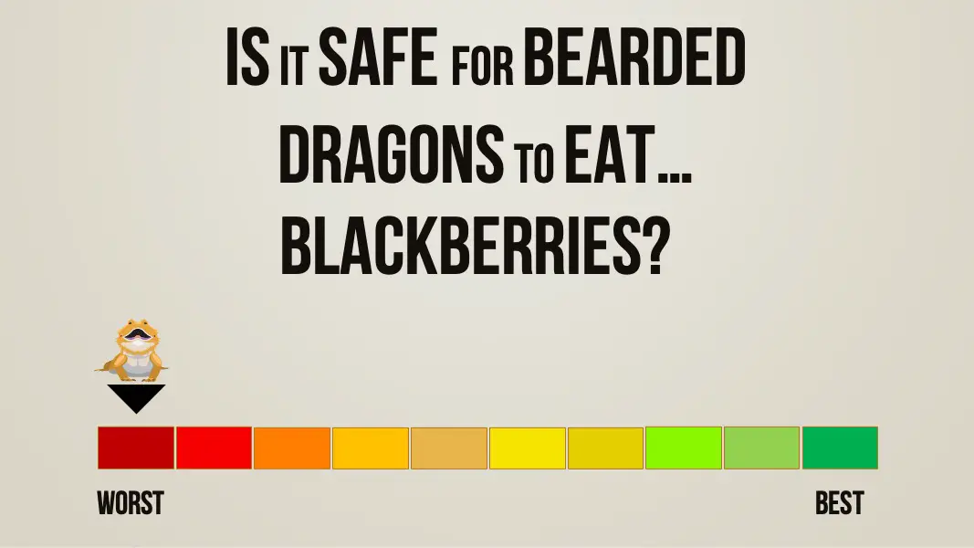 is it safe for bearded dragons to eat blackberries