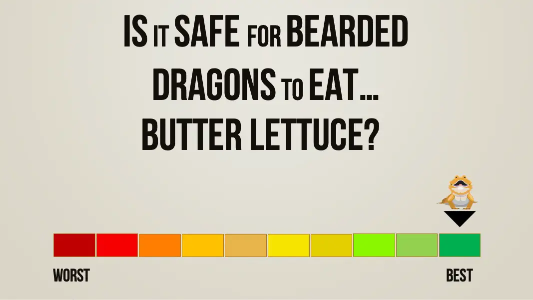 is it safe for bearded dragons to eat butter lettuce