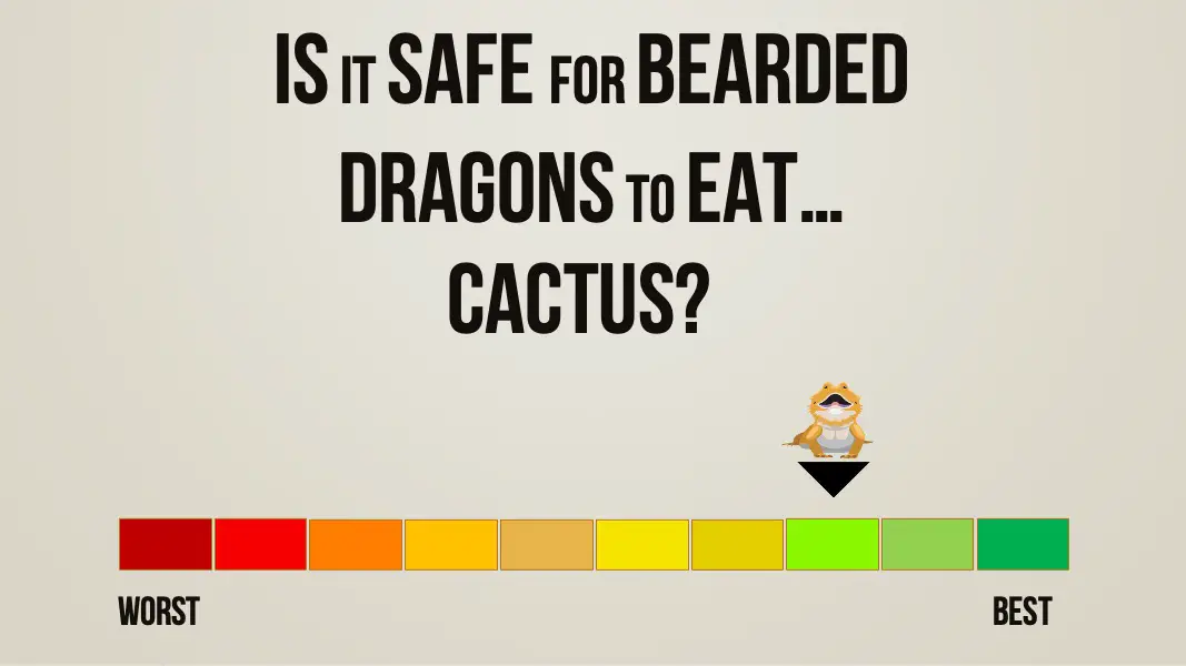 is it safe for bearded dragons to eat cactus