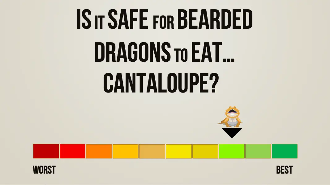 is it safe for bearded dragons to eat cantaloupe