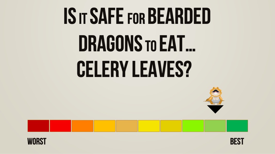 is it safe for bearded dragons to eat celery leaves