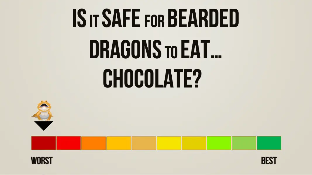 is it safe for bearded dragons to eat chocolate