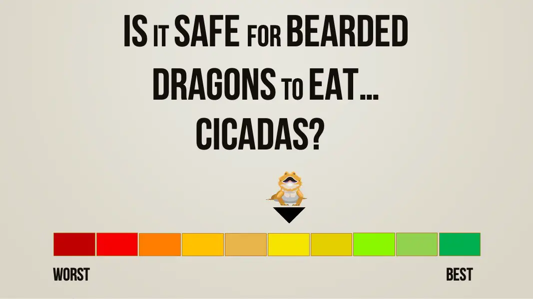 is it safe for bearded dragons to eat cicadas