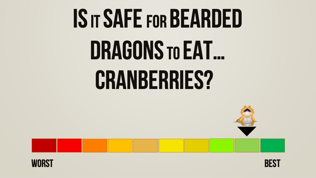 is it safe for bearded dragons to eat cranberries