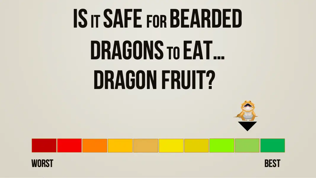 is it safe for bearded dragons to eat dragon fruit