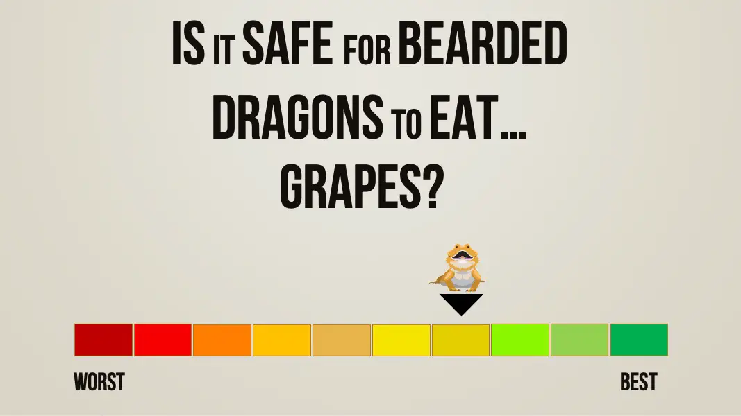 is it safe for bearded dragons to eat grapes