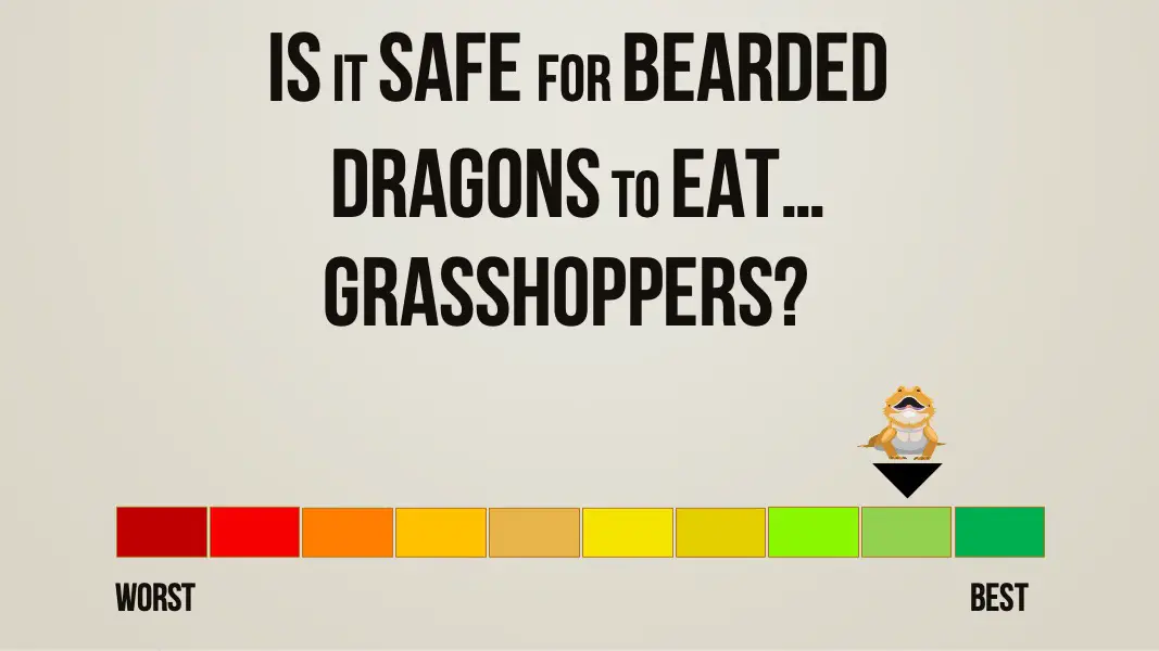 is it safe for bearded dragons to eat grasshoppers