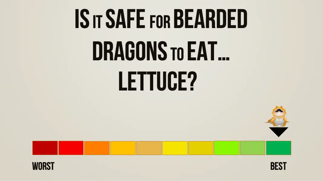 is it safe for bearded dragons to eat lettuce