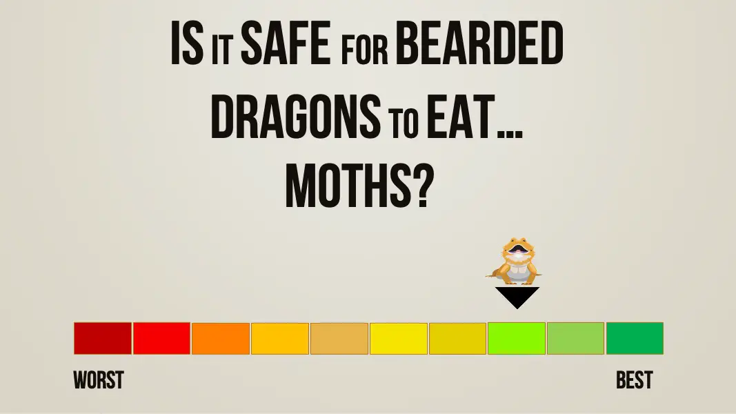is it safe for bearded dragons to eat moths