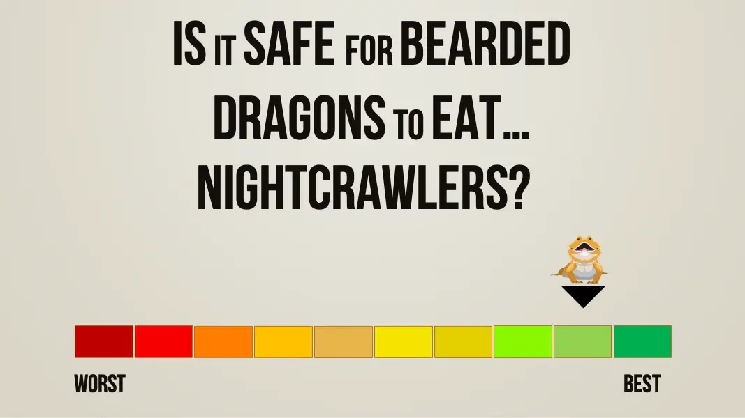 is it safe for bearded dragons to eat nightcrawlers