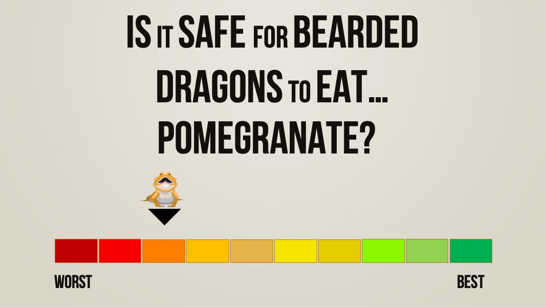 is it safe for bearded dragons to eat pomegranate