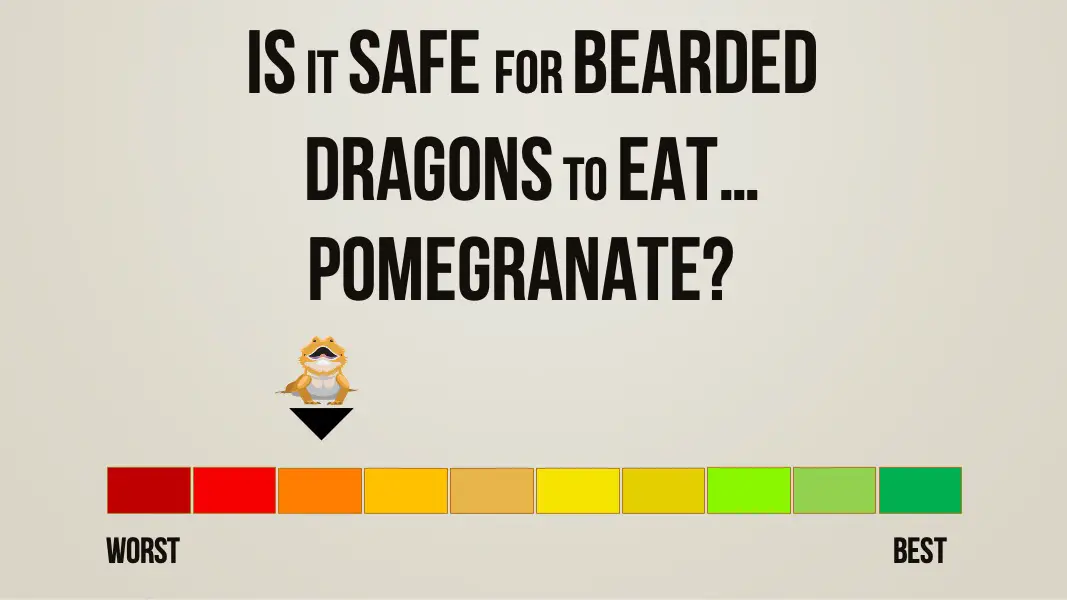 is it safe for bearded dragons to eat pomegranate