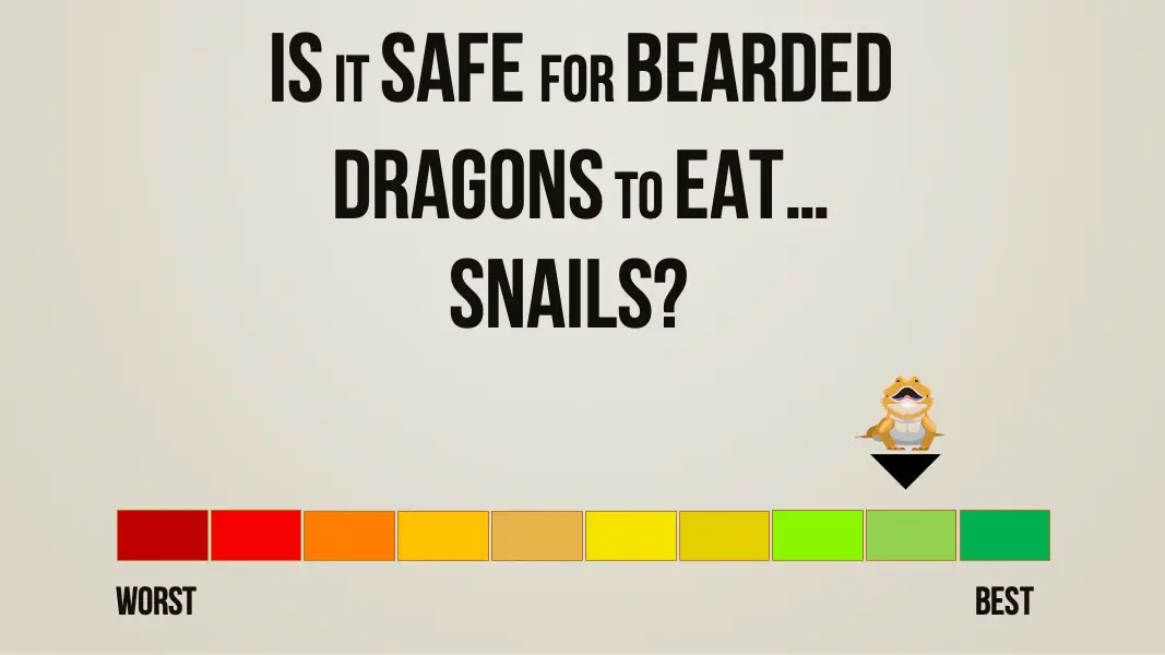 is it safe for bearded dragons to eat snails