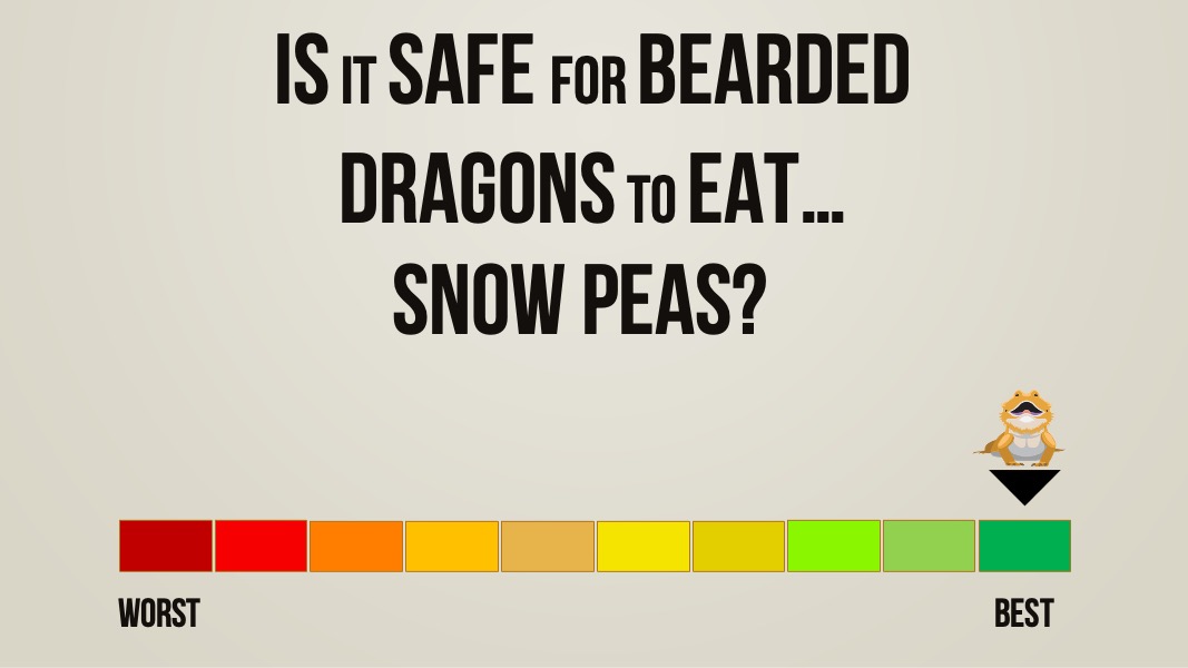 is it safe for bearded dragons to eat snow peas