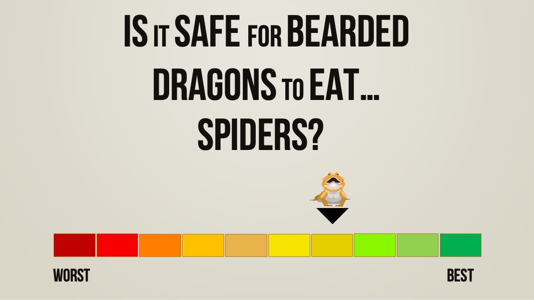 is it safe for bearded dragons to eat spiders
