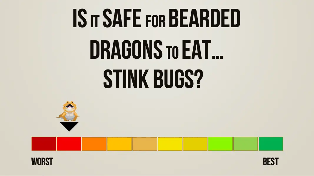 is it safe for bearded dragons to eat stink bugs
