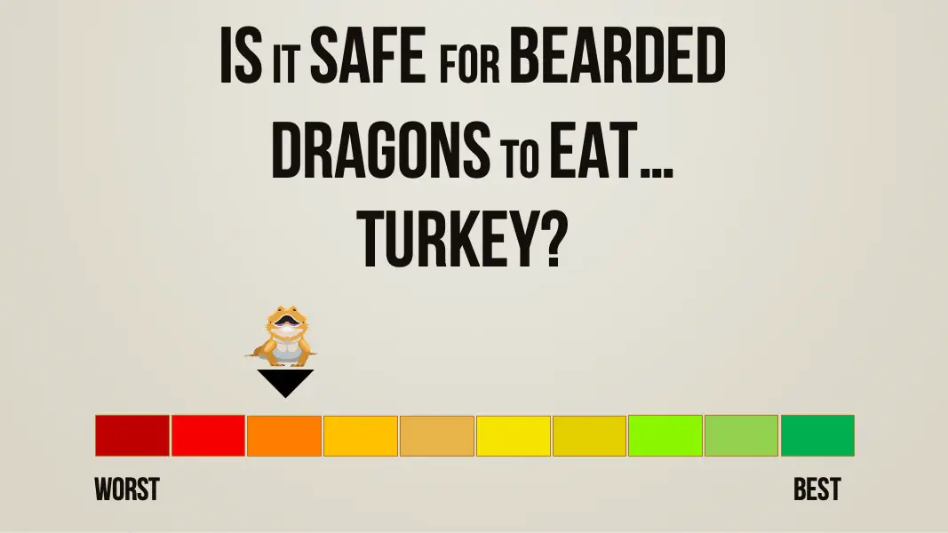 is it safe for bearded dragons to eat turkey