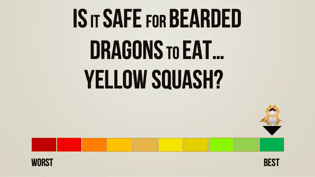 is it safe for bearded dragons to eat yellow squash