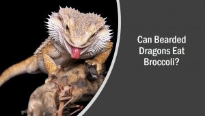 Bearded Dragons Broccoli