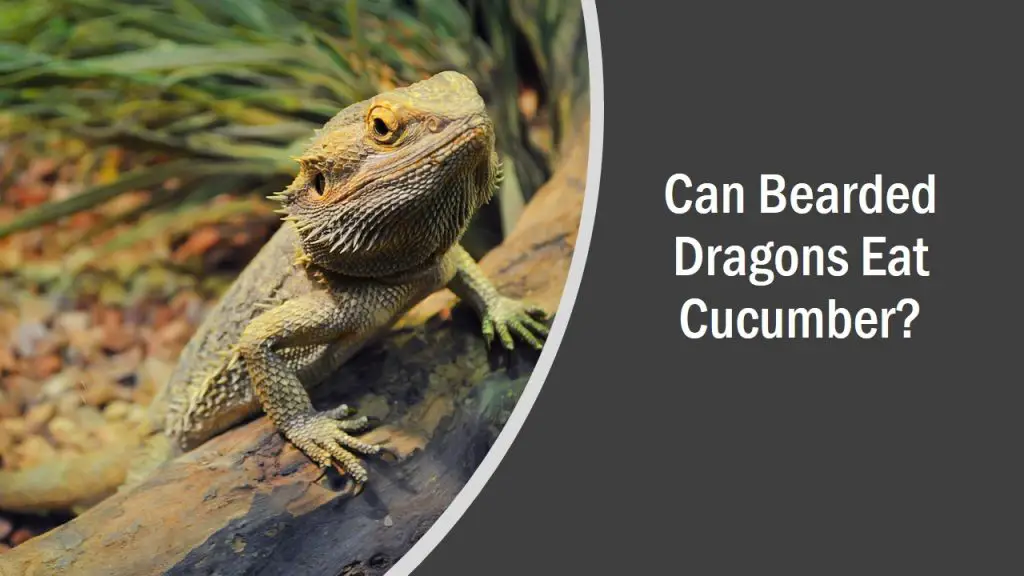 Can Bearded Dragons Eat Cucumber? (See What Happens)