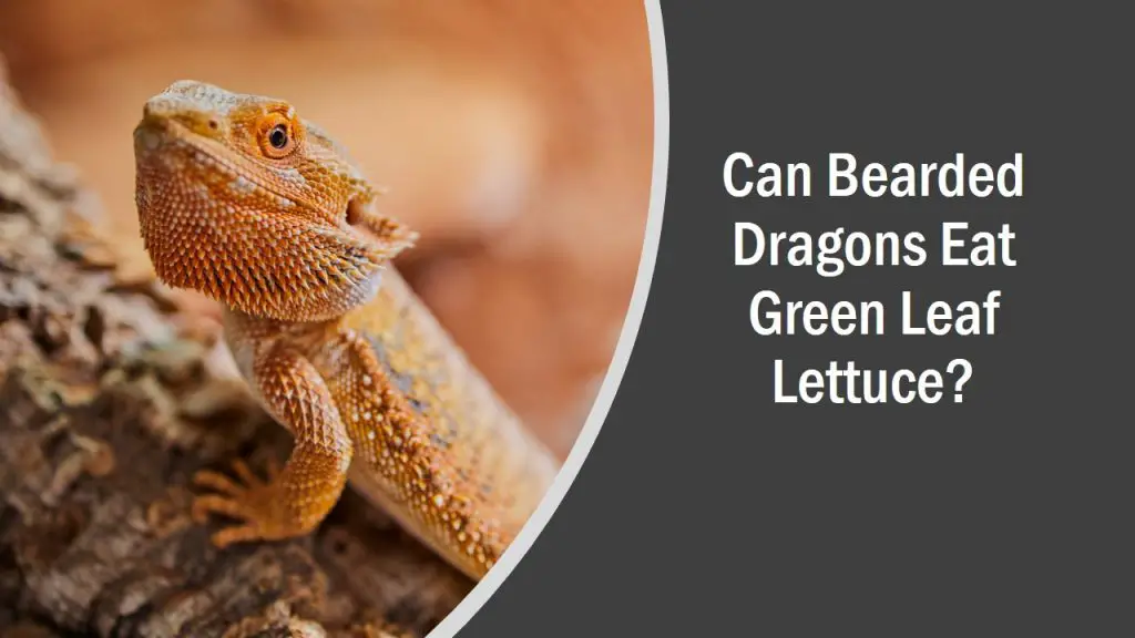 Can Bearded Dragons Eat Green Leaf Lettuce See What Happens