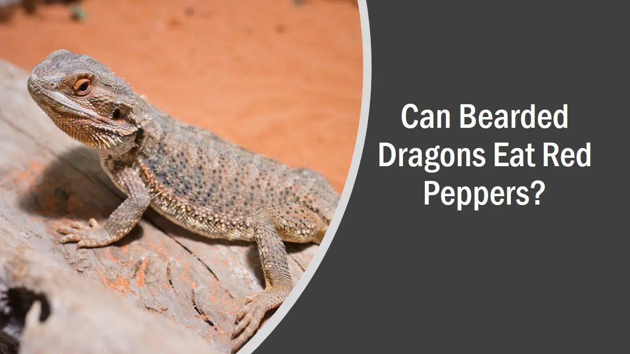 Bearded Dragons Red Peppers