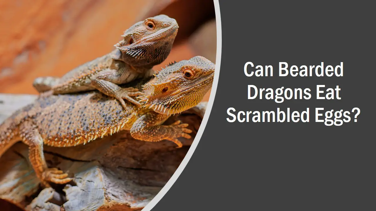 Bearded Dragons Scambled Eggs