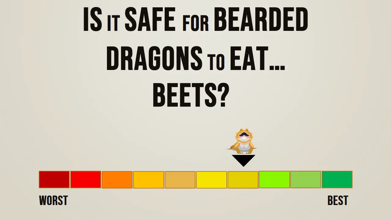 Can Bearded Dragons Beets